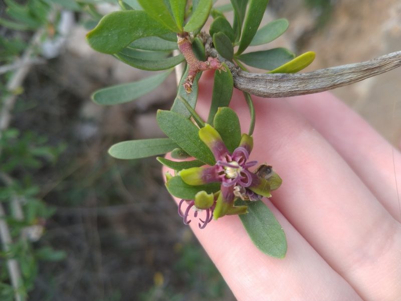 Periploca angustifolia, photographed by Miriam Sokhet