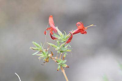Anisacanthus thurberi, photographed by Roger Rittmaster