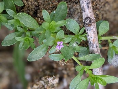 Calibrachoa parviflora, photographed by Rachel Stringham