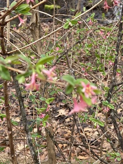 Lonicera gracilipes, photographed by Sandy Wolkenberg