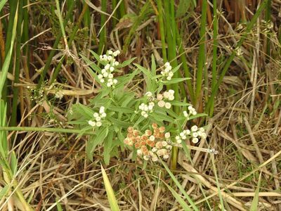 Pluchea sagittalis, photographed by Eduardo Luis Beltrocco