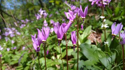 Primula fassettii, photographed by Todd Folsom