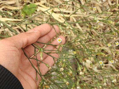 Aster squamatus, photographed by Eduardo Luis Beltrocco