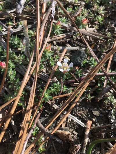 Pyxidanthera brevifolia, photographed by harrier