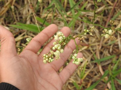 Baccharis glutinosa, photographed by Eduardo Luis Beltrocco