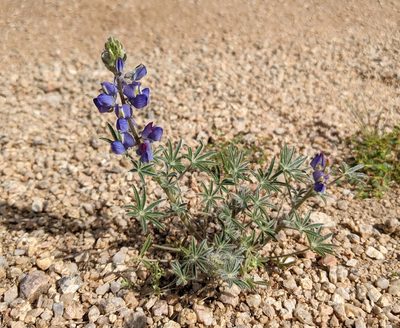 Lupinus sparsiflorus, photographed by Philip Vanbergen