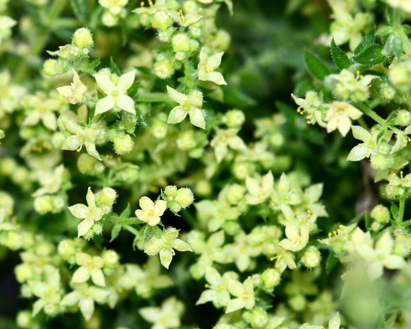 Galium stellatum, photographed by Roger Rittmaster