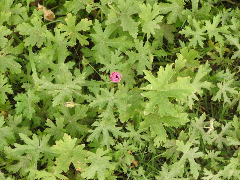 Modiolastrum gilliesii, photographed by Eduardo Luis Beltrocco