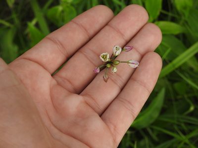Nothoscordum gracile, photographed by Eduardo Luis Beltrocco