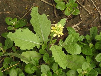 Rapistrum rugosum, photographed by Eduardo Luis Beltrocco