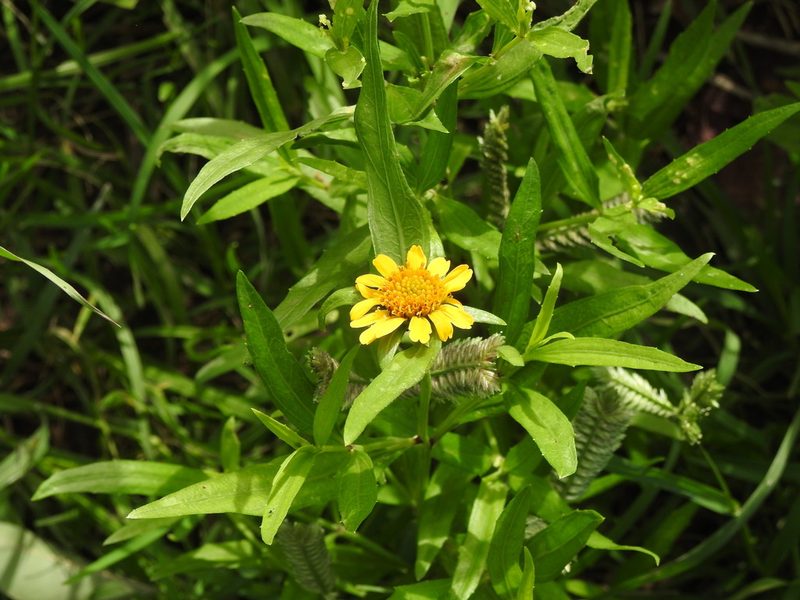 Wedelia glauca, photographed by Eduardo Luis Beltrocco