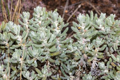 Sclerolaena uniflora, photographed by T. Hammer