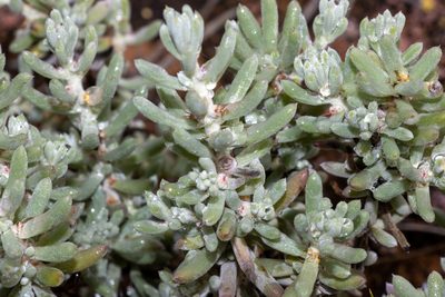 Sclerolaena uniflora, photographed by T. Hammer