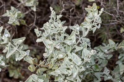 Chenopodium spinescens, photographed by T. Hammer