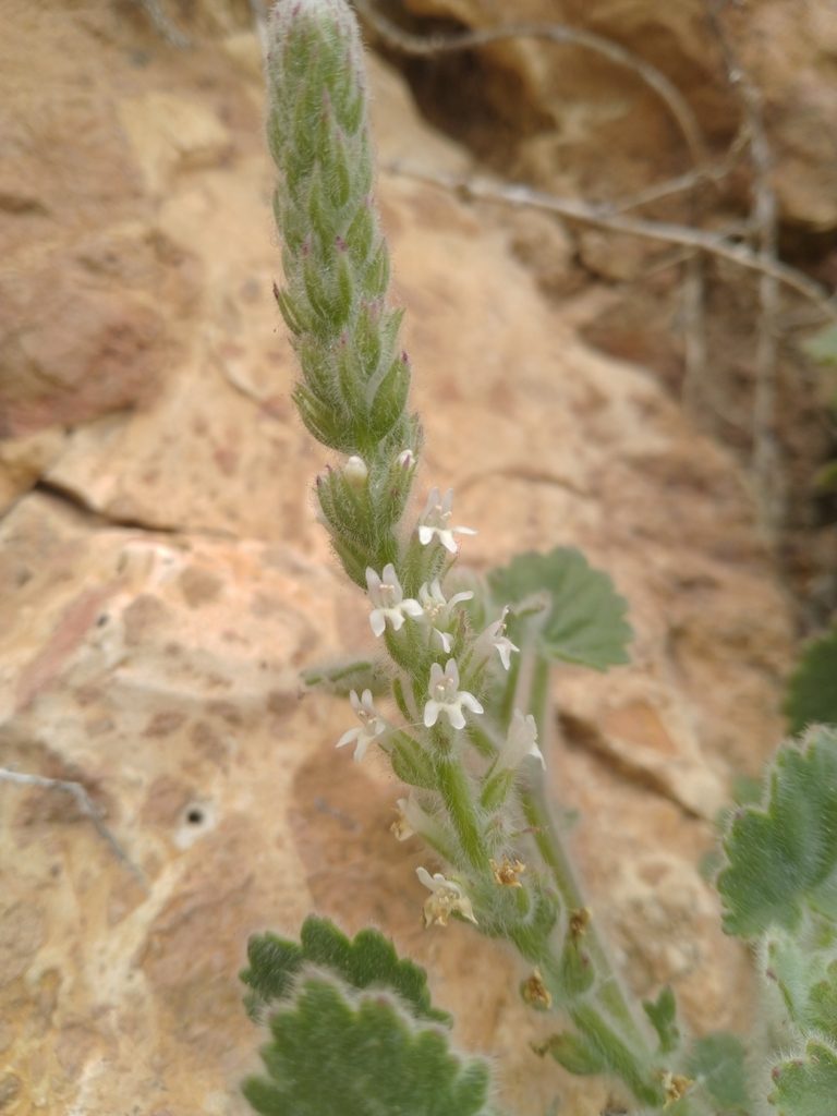 Lafuentea rotundifolia, photographed by Miriam Sokhet