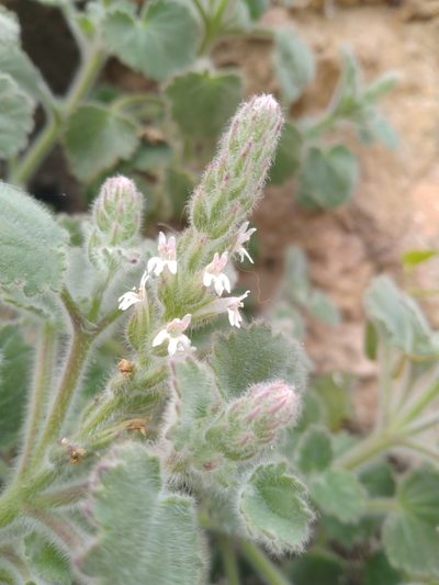 Lafuentea rotundifolia, photographed by Miriam Sokhet