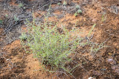 Lycium australe, photographed by T. Hammer