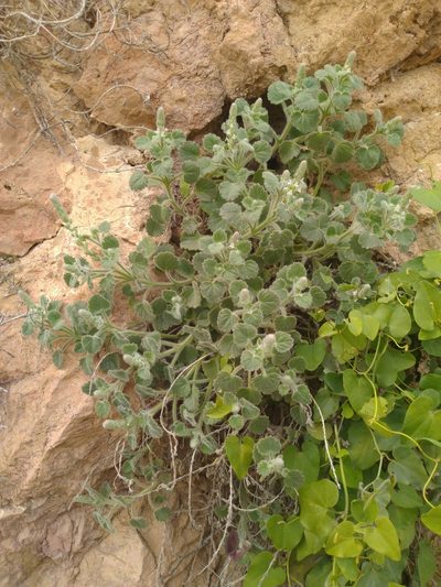 Lafuentea rotundifolia, photographed by Miriam Sokhet