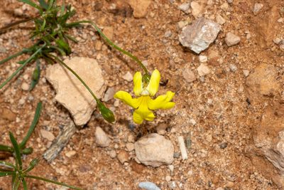 Goodenia pinnatifida, photographed by T. Hammer
