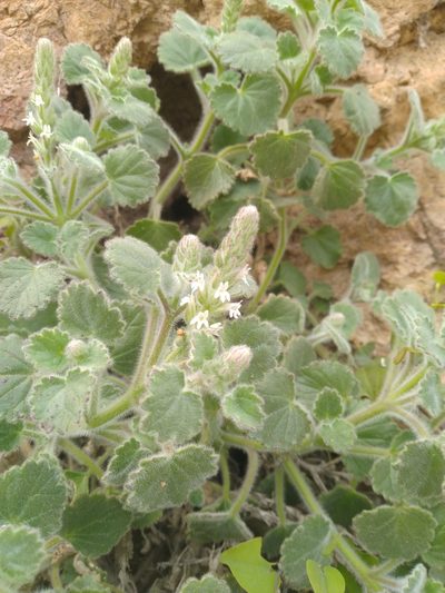 Lafuentea rotundifolia, photographed by Miriam Sokhet