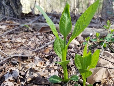 Verbesina occidentalis, photographed by Leila Dasher