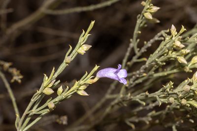 Eremophila scoparia, photographed by T. Hammer