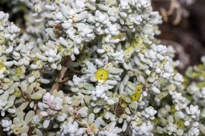 Maireana sedifolia, photographed by T. Hammer