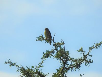 Geoffroea decorticans, photographed by Eduardo Luis Beltrocco