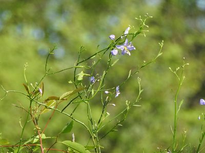 Solanum amygdalifolium, photographed by Eduardo Luis Beltrocco