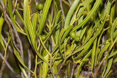 Geijera linearifolia, photographed by T. Hammer