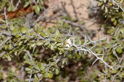 Scaevola spinescens, photographed by T. Hammer