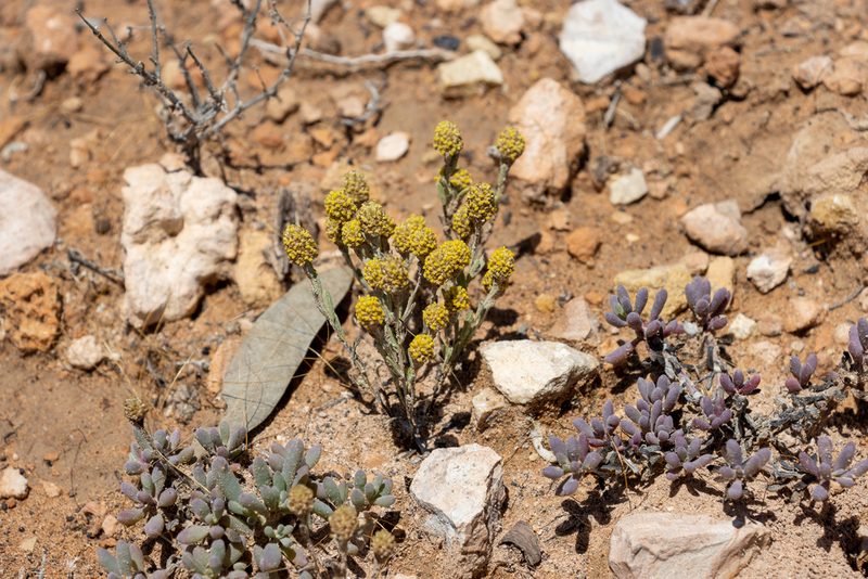 Angianthus tomentosus, photographed by T. Hammer