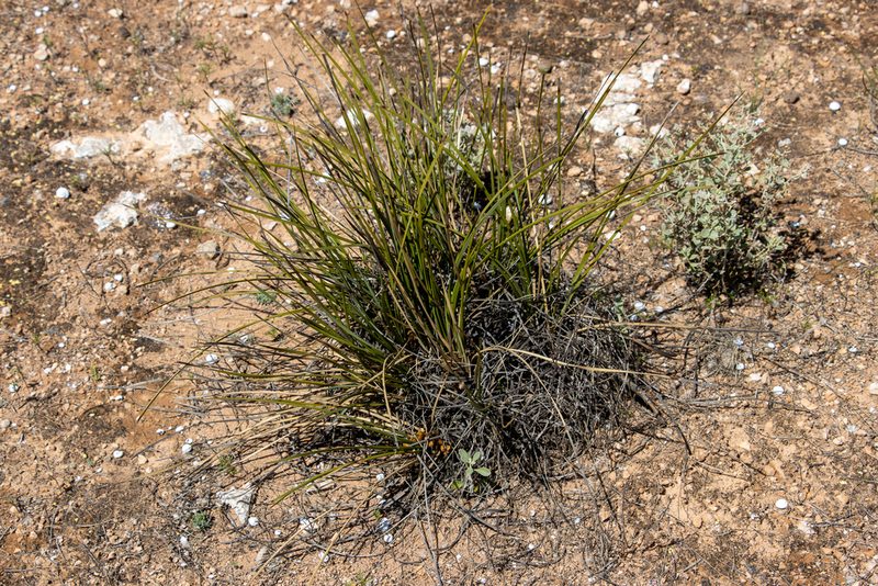 Lomandra effusa, photographed by T. Hammer