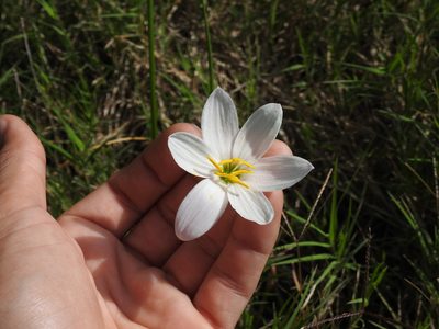 Zephyranthes candida, photographed by Eduardo Luis Beltrocco