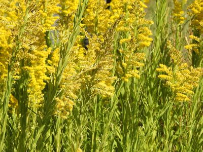 Solidago chilensis, photographed by Eduardo Luis Beltrocco