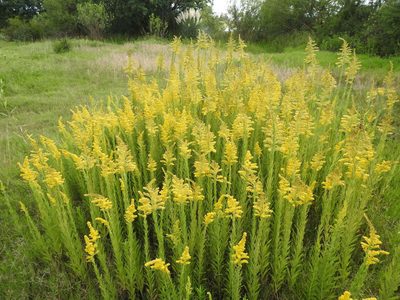Solidago chilensis, photographed by Eduardo Luis Beltrocco