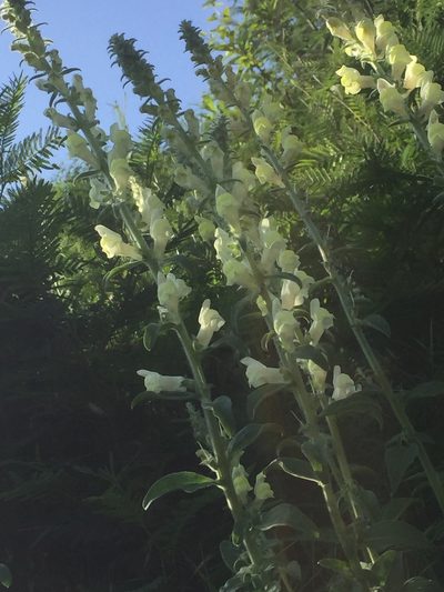 Antirrhinum meonanthum, photographed by Andre Hosper