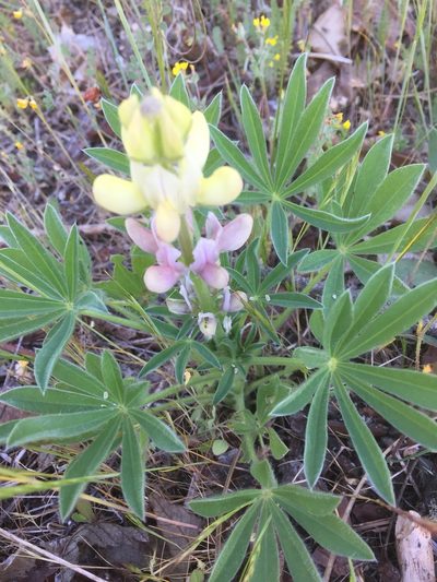 Lupinus gredensis, photographed by Andre Hosper