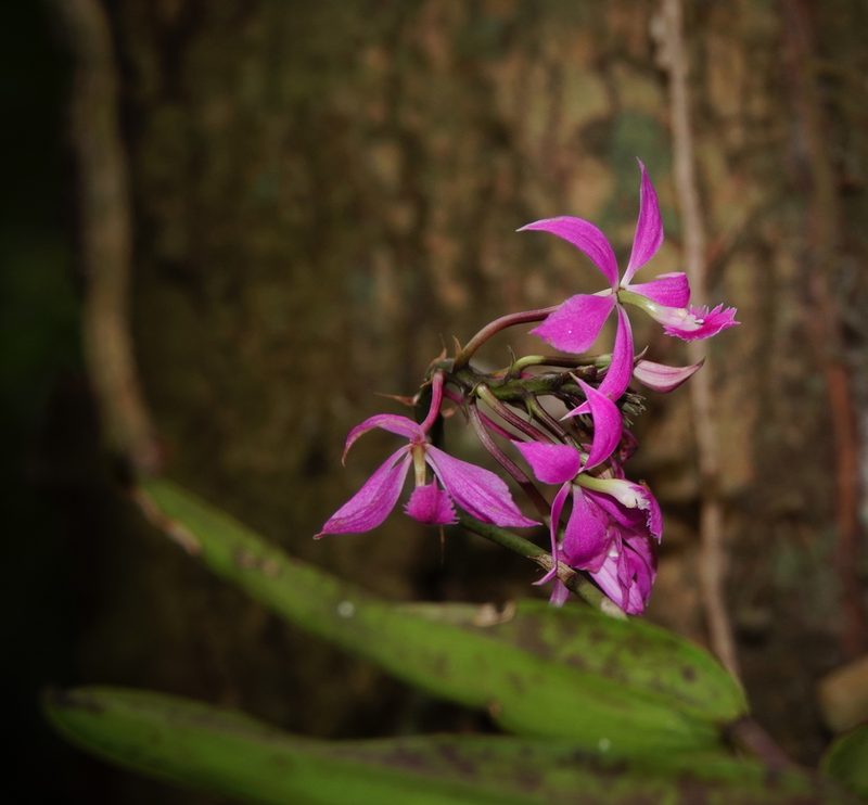 Epidendrum flexuosum, photographed by desertnaturalist