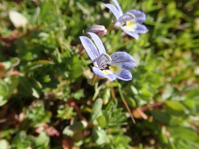 Downingia insignis, photographed by joergmlpts