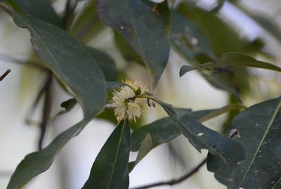 Symplocos tinctoria, photographed by Amber M. King