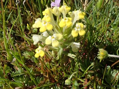 Castilleja campestris, photographed by joergmlpts