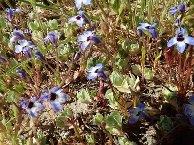Downingia concolor, photographed by joergmlpts