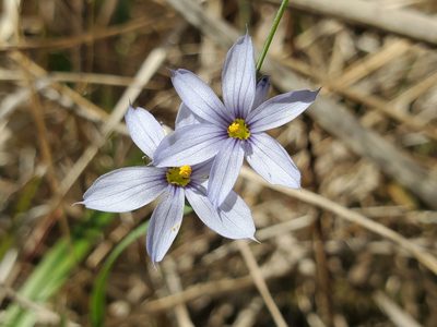 Sisyrinchium albidum, photographed by Samuel A Schmid, PhD, PWS