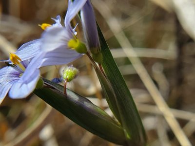 Sisyrinchium albidum, photographed by Samuel A Schmid, PhD, PWS