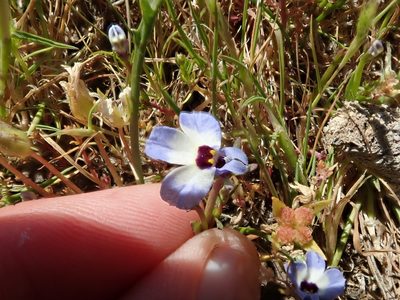 Downingia concolor, photographed by joergmlpts