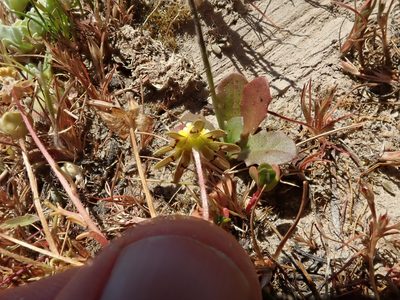 Blennosperma nanum