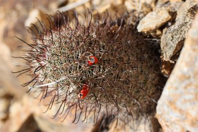 Cochemiea grahamii, photographed by Andrew Meeds