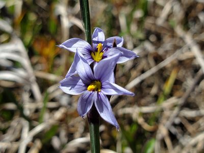 Sisyrinchium albidum, photographed by Samuel A Schmid, PhD, PWS