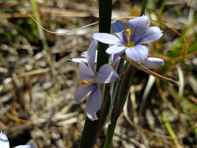 Sisyrinchium albidum, photographed by Samuel A Schmid, PhD, PWS